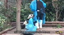 大熊猫和奶爸勾肩搭背的，趴在地上唠嗑，这一人一熊真让人羡慕