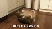 苍天饶过谁！猫咪在家把狗打哭，一出门就被追着咬，镜头记录全程