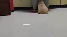 1个月的狗子，主人每次换地方，它都会假装不经意跟过去
