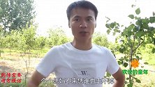 小伙伴们主动承认错误，并向桃主道歉，他们能得到原谅吗？