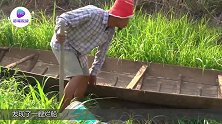 农村小伙掀翻一艘“烂船”，下面冒出许多大肥鱼，捡到手抽筋