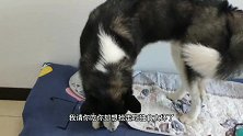哈士奇抱着臭袜子啃得津津有味，吃得比肉都香，这狗绝对纯