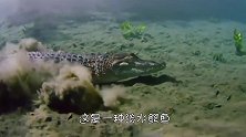 一群飞狐正在水面玩耍，水下几条鳄鱼慢慢靠近，飞狐却毫无察觉