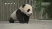 大熊猫绩笑找不到小伙伴玩儿，急得学狗汪汪叫