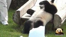 熊猫宝宝鼓足勇气从滑梯上滑下来，可爱模样像个小孩子