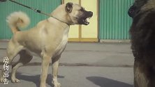 坎高犬毫不畏惧高大的高加索犬
