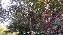 北京花重金移植文玩核桃树，以前每年纯利润3万，现在免费没人要