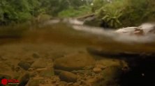 神奇的亚马逊青蛙，在母蛙背部繁衍后代，看得肉麻