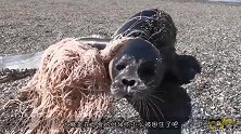 小海豹被渔网困住，好在被男子及时救援，离开时还不忘回头看一眼