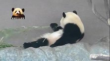 熊猫小乖乖舒坦地平躺，慢悠悠吃东西的样子相当可爱