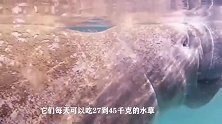 和大熊猫一样珍贵的海牛，被误认为是“美人鱼”，还真是很搞笑