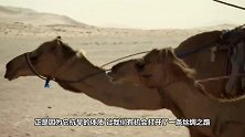 驼峰的驼峰装的是什么？男子切开查看，原来我们被骗这么多年