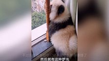 四川街头有人开始遛熊猫,主人:国宝遛不了,这是染过色的松狮犬