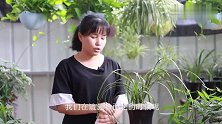 给兰花喷施叶面肥，谨记这5点，肥效更好
