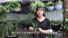 兰花不烂根也没病虫害，却不生长？教你1招，让它迅速恢复长势