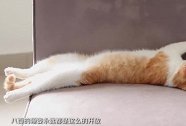 9只猫咪睡姿怪，小橘猫睡姿全场最开，小仙猫竟睡成“小奶狗”