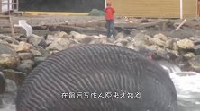在海边上发现一团黑影，工作人员来了才知道真相，原来是它