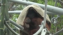 说到麻袋的用途，除了能让人装东西，还能让猩猩用来挡雨呢！