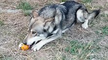 当灰狼没有了狼性，像哈士奇一样吃着柿子！突然感觉萌萌哒