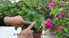 绣球花开完花先做这一步，再晚一点就迟了，来年不开花了