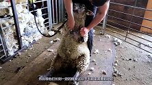 6年没剪毛的羊被主人强行剃毛，脱下大衣后，回到羊圈都是懵的！