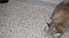 主人让小猫吃老鼠，小猫却不屑一顾，怎么回事