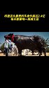 这头牛的名字叫做苏丹，它是一只宠物牛，体重达到了惊人的1.5吨。打卡月影最美侧颜  月影家居