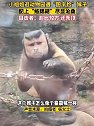 浙江绍兴：黑帽悬猴，为濒危动物，分布在南美洲一带