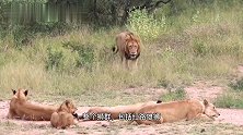 红路雄狮：会同恩哈鲁狮群，吃饱斑马大餐，幼崽状态极好