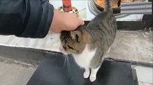 聪明的猫咪，守在咖啡馆门口讨食，拿点吃的随你摸!