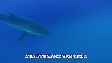 鲸鱼排泄场面壮观，它的粪便被称“海中黄金”？原谅我没见过世面