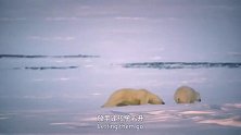 北极熊出生几个月后，就会被母亲赶走，独自生存！