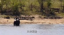 雄狮狩猎水牛，鳄鱼也来凑热闹，激情演绎动物界三国杀