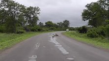年轻的猎豹在妈妈看的时候，在路上放下黑斑羚