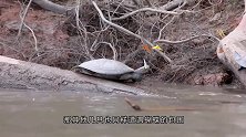 乌龟刚爬出水面，就被一群蝴蝶包围，这是什么情况