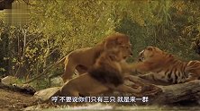1虎猛斗3狮！管你是谁，先吃我虎爷一巴掌！