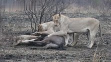 马布里狮群：集体捕猎角马，就一个字：稳！