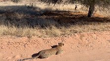 非洲：一豹子腹部贴地伺机捕食，几秒结束战斗