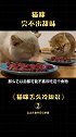 你是猫舌体质吗？猫 动物图鉴 英国短毛猫