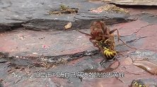 马蜂群吸食蜂蜜，迎面飞来一只大黄蜂，马蜂也拿它没辙！