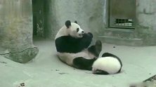 熊猫：小崽子敢抢老娘的月饼？对着你脑壳就是一脚