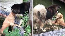 有爱！泰国一只哈士奇帮助落水的金毛犬上岸