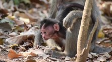 达纳尔出生才三天前，猴妈妈不喂奶也不抱它，猴宝宝饿得站不稳了