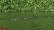 水獭偷袭河里的鳄鱼，被岸上的凶猛的豹子跳入河中把鳄鱼抢走