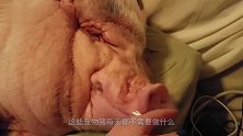 一只猪和5只狗的生活，猪顺利被“带偏”了，镜头拍下搞笑画面！