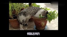 主人种了一盆猫薄荷草，猫咪吸大了直接醉倒，还把花盆打翻了