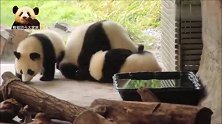 熊猫梦梦和熊孩子们凑到一块儿卖萌，三个萌胖在一起的画面好暖心