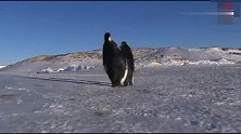 企鹅过冰川一不小心就滑倒，遇到一条小裂缝就犯怂太搞笑了
