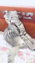 猫我的猫爪好香呀，主人你想吃不！