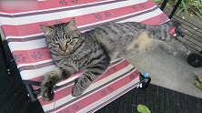 发现一只小猫咪，看这小模样奶凶奶凶的，还真是可爱！